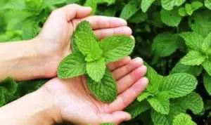 Kenali 6 Khasiat Daun Mint Bagi Kulit Berminyak dan Berjerawat
