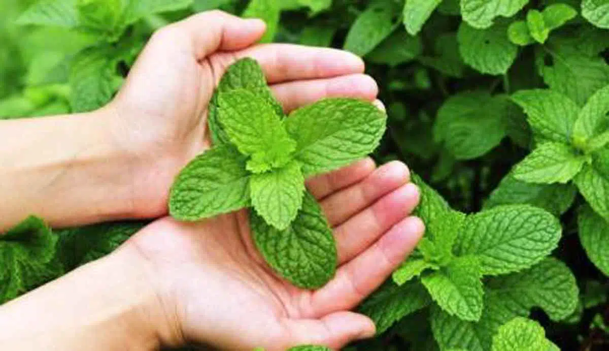 Kenali 6 Khasiat Daun Mint Bagi Kulit Berminyak dan Berjerawat