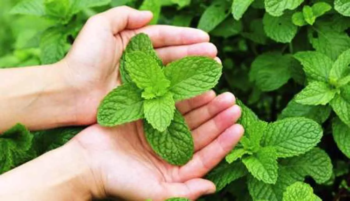 Kenali 6 Khasiat Daun Mint Bagi Kulit Berminyak dan Berjerawat