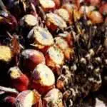 Menteri: Kelapa Sawit Lebih Produktif Hasilkan Minyak Nabati