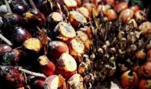 Menteri Kelapa sawit lebih produktif hasilkan minyak nabati
