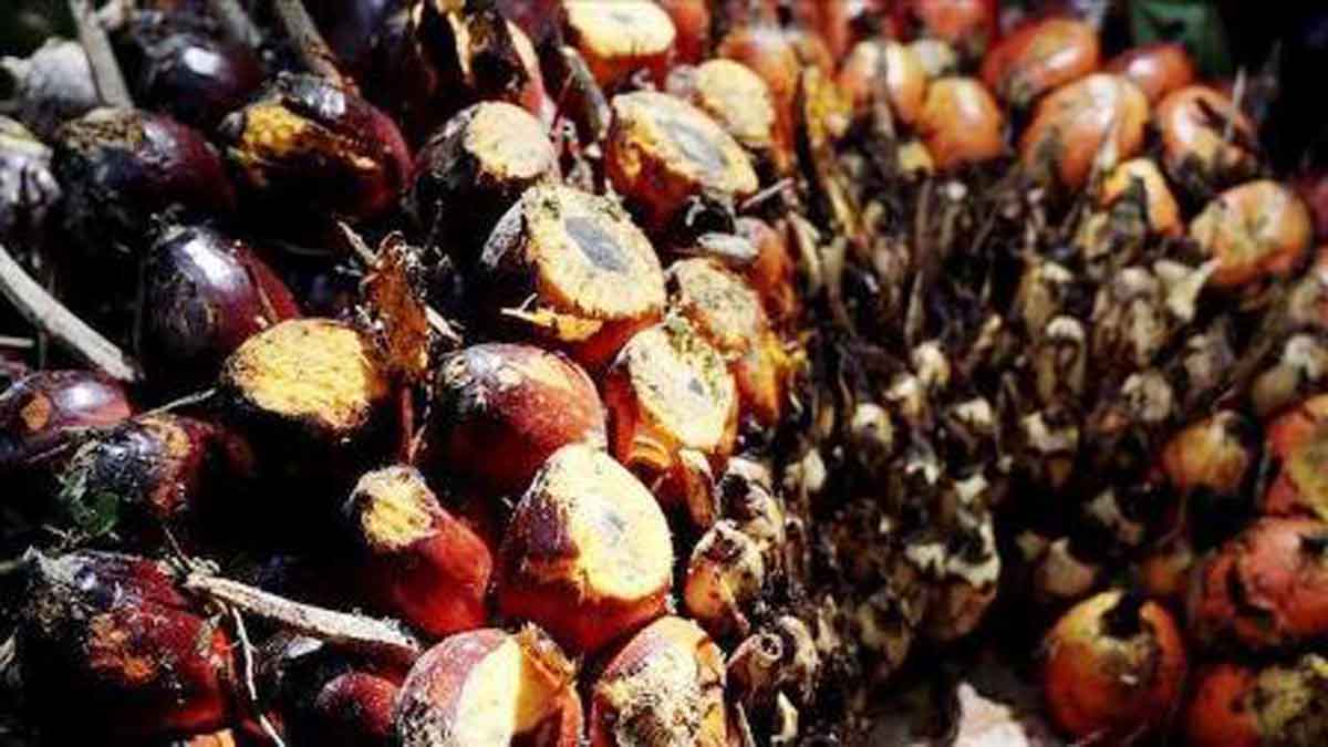 Menteri Kelapa sawit lebih produktif hasilkan minyak nabati