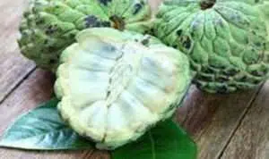 Baik untuk Ibu Hamil dan Anak-anak, Ini 7 Manfaat Buah Srikaya