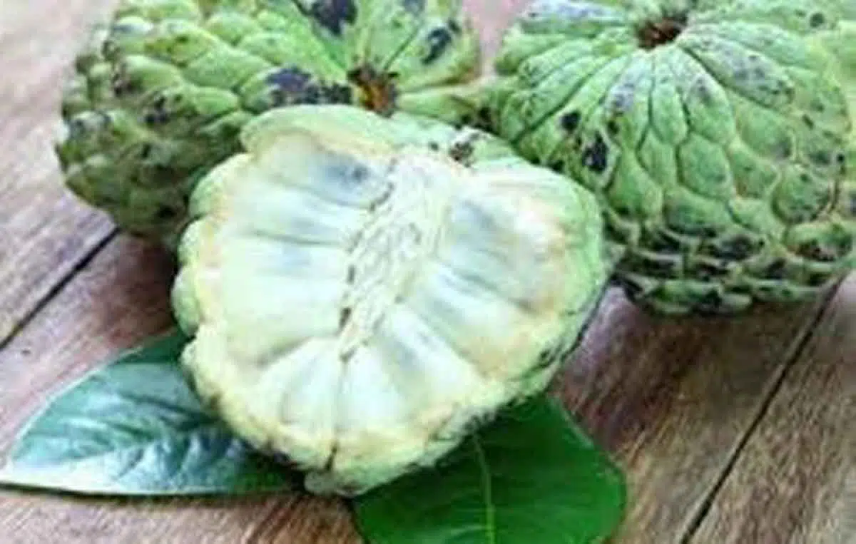 Baik untuk Ibu Hamil dan Anak-anak, Ini 7 Manfaat Buah Srikaya