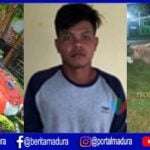 Maling Dua Ekor Kerbau di Arjasa Terungkap Setelah Ditukar Hand Traktor