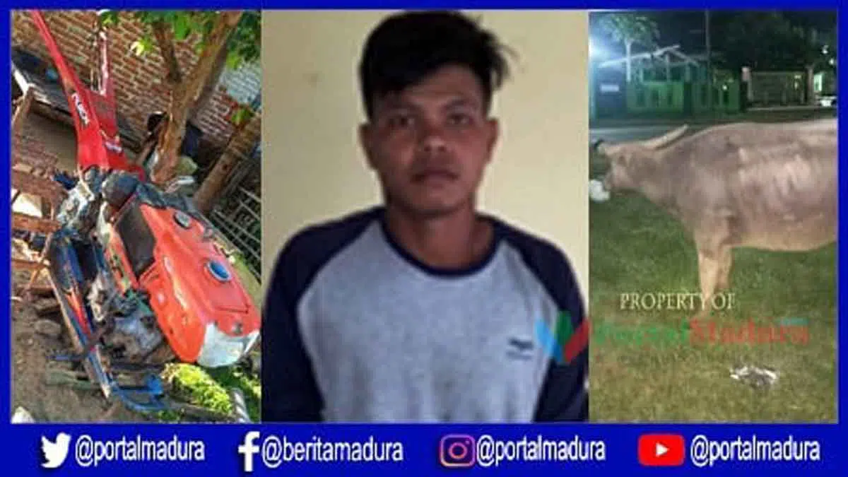 Maling Dua Ekor Kerbau di Arjasa Terungkap Setelah Ditukar Hand Traktor