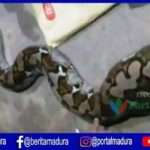 VIDEO-Ular Piton Bikin Kaget Petani Desa Gedang-Gedang Sumenep, Bagian Perut Besar