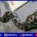 VIDEO-Ular Piton Bikin Kaget Petani Desa Gedang-Gedang Sumenep, Bagian Perut Besar