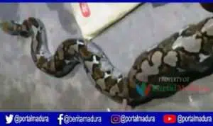 VIDEO-Ular Piton Bikin Kaget Petani Desa Gedang-Gedang Sumenep, Bagian Perut Besar
