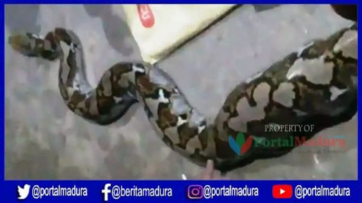 VIDEO-Ular Piton Bikin Kaget Petani Desa Gedang-Gedang Sumenep, Bagian Perut Besar