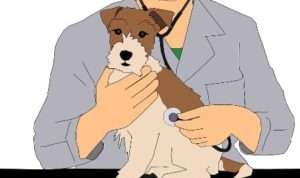 Waduh! Pamekasan Kekurangan Dokter Hewan