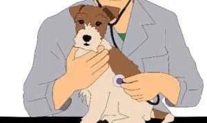 Waduh! Pamekasan Kekurangan Dokter Hewan