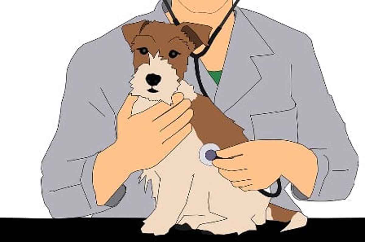 Waduh! Pamekasan Kekurangan Dokter Hewan