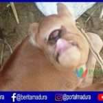 VIDEO- Anak Sapi Mata Satu Gegerkan Warga Batuputih Sumenep
