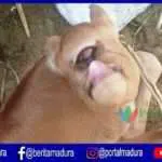 VIDEO- Anak Sapi Mata Satu Gegerkan Warga Batuputih Sumenep
