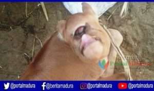 VIDEO- Anak Sapi Mata Satu Gegerkan Warga Batuputih Sumenep