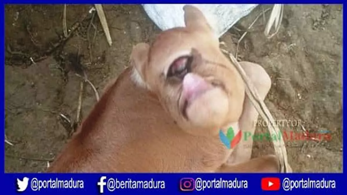 VIDEO- Anak Sapi Mata Satu Gegerkan Warga Batuputih Sumenep