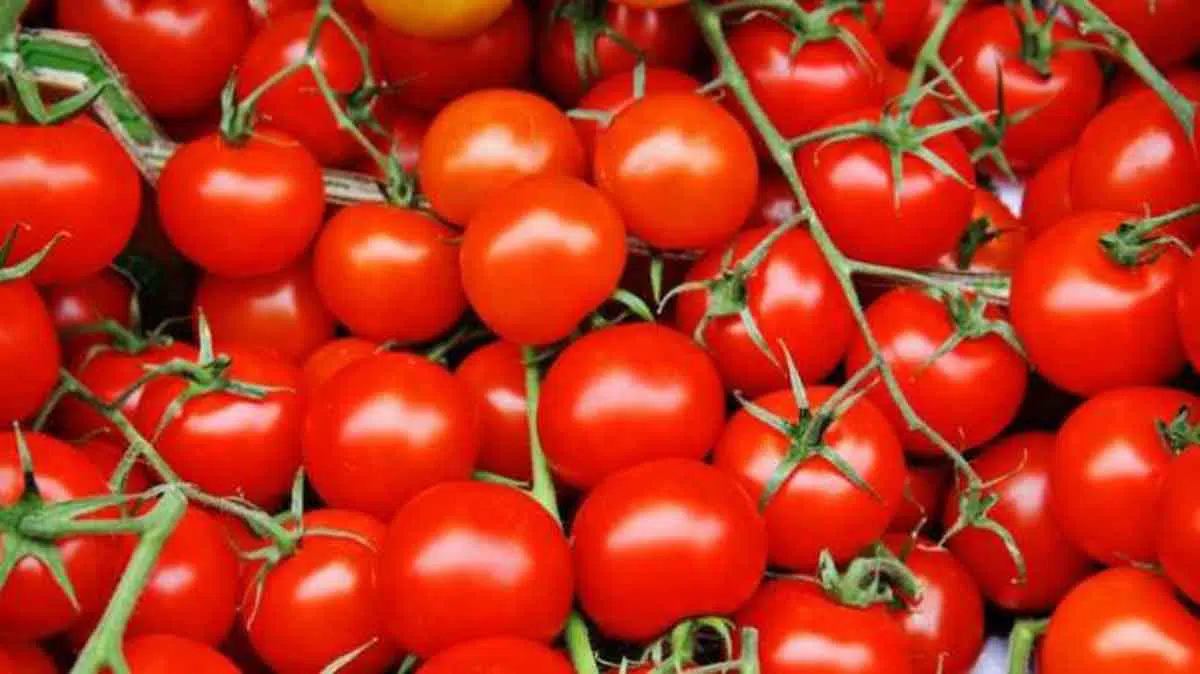 Tips Menyimpan Buah Tomat agar Awet dan Tidak Membusuk