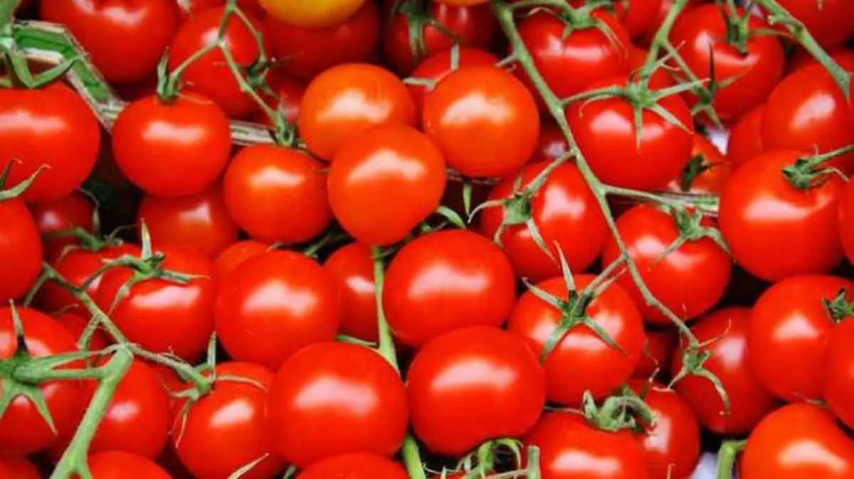 Tips Menyimpan Buah Tomat agar Awet dan Tidak Membusuk