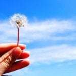 5 Khasiat Bunga Dandelion Bagi Kecantikan