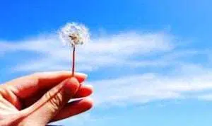 5 Khasiat Bunga Dandelion Bagi Kecantikan