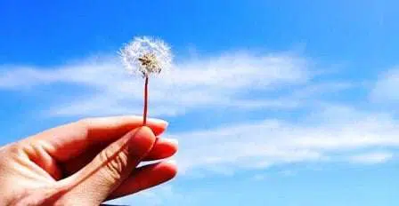 5 Khasiat Bunga Dandelion Bagi Kecantikan