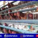 Hasilkan Telur Kualitas Super, Kandang Ayam Ini Jadi Percontohan se-Madura