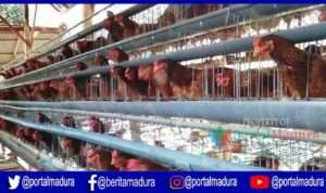 Hasilkan Telur Kualitas Super, Kandang Ayam Ini Jadi Percontohan se-Madura