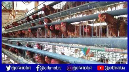 Hasilkan Telur Kualitas Super, Kandang Ayam Ini Jadi Percontohan se-Madura