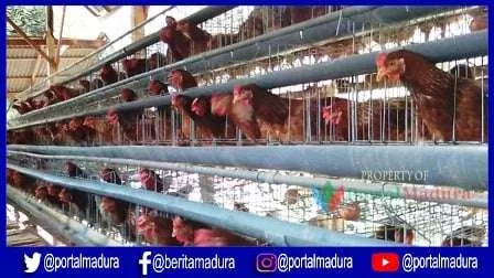 Hasilkan Telur Kualitas Super, Kandang Ayam Ini Jadi Percontohan se-Madura
