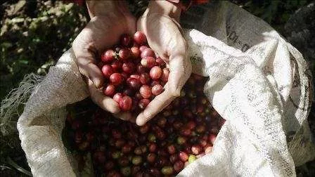 Bank Indonesia dukung perluasan akses pasar ekspor kopi