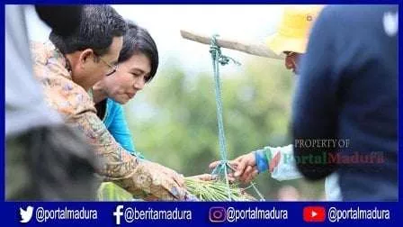 Bawang Manjung, Potensi Alam Pamekasan Yang Jadi Penyangga Bibit Nasional - Portalmadura.com Bawang Manjung, Potensi Alam Pamekasan Yang Jadi Penyangga Bibit Nasional