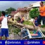 Ditimpa Pohon Tumbang, Becak Penyok di Tengah Jalan