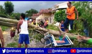 Ditimpa Pohon Tumbang, Becak Penyok di Tengah Jalan