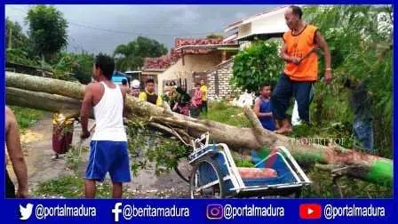 Ditimpa Pohon Tumbang, Becak Penyok di Tengah Jalan