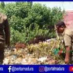 Ganggu Ketertiban Umum, Satpol PP Sampang Buru 16 Ekor Kambing Milik Warga