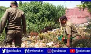 Ganggu Ketertiban Umum, Satpol PP Sampang Buru 16 Ekor Kambing Milik Warga