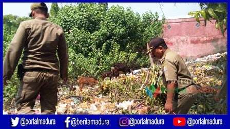 Ganggu Ketertiban Umum, Satpol PP Sampang Buru 16 Ekor Kambing Milik Warga