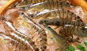 Guys, Begini Cara yang Benar Simpan Udang di Dalam Kulkas