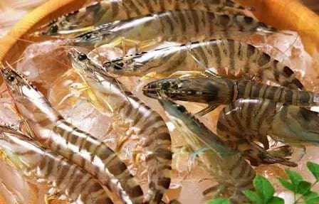 Guys, Begini Cara yang Benar Simpan Udang di Dalam Kulkas