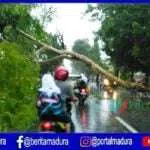 Angin Ribut Landa Sumenep, Sejumlah Pohon Tumbang dan Atap Rumah Warga Ambruk