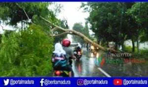 Angin Ribut Landa Sumenep, Sejumlah Pohon Tumbang dan Atap Rumah Warga Ambruk