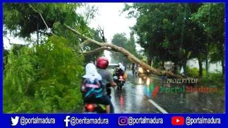 Angin Ribut Landa Sumenep, Sejumlah Pohon Tumbang dan Atap Rumah Warga Ambruk