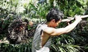 Indonesia Gandeng ASEAN dan CPOPC Lawan Diskriminasi Sawit Eropa