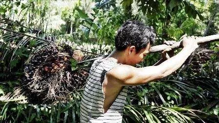 Indonesia Gandeng ASEAN dan CPOPC Lawan Diskriminasi Sawit Eropa