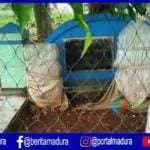Keturunan Prabu Brawijaya V yang Gemar Berkelana dan Bertapa