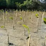 Pamekasan Punya Wisata Mangrove Desa Lembung