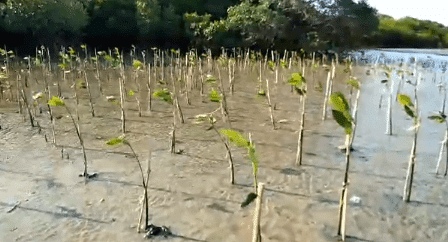Pamekasan Punya Wisata Mangrove Desa Lembung