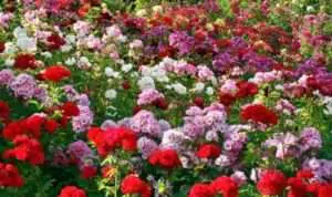 Yuk, Intip 5 Arti dari Warna Bunga Mawar