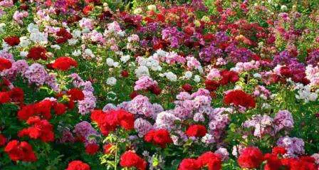 Yuk, Intip 5 Arti dari Warna Bunga Mawar